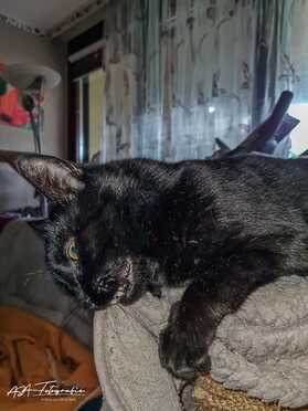 Salem_020