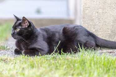 Salem_021