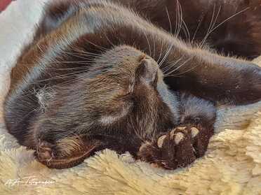 Salem_022