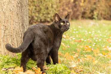 Salem_023
