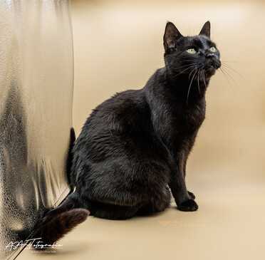 Salem_024