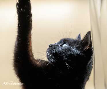 Salem_025
