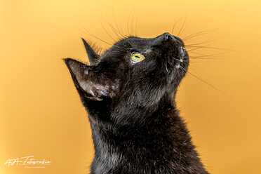 Salem_026