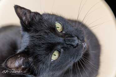 Salem_027