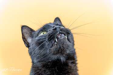 Salem_028