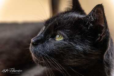 Salem_029