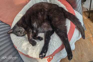 Salem_030