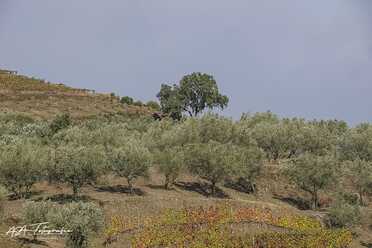Duorotal_007