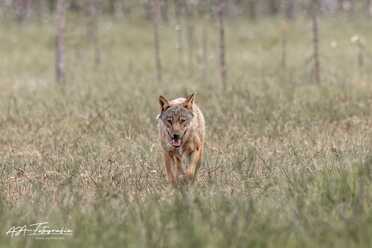 Finnland_017