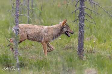 Finnland_018