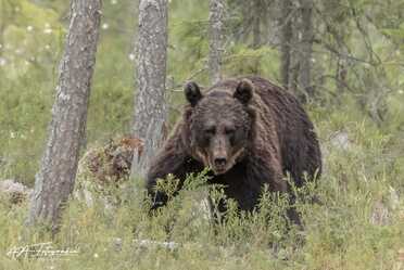 Finnland_047