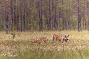 Finnland_060