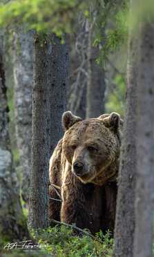 Finnland_071