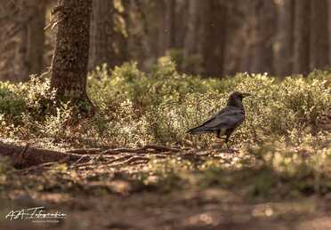 Finnland_075
