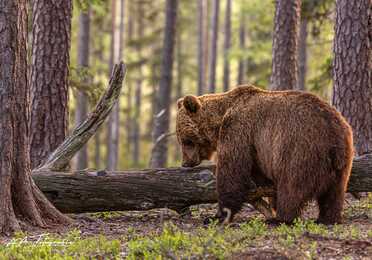 Finnland_079