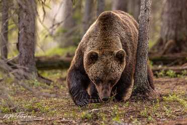 Finnland_080