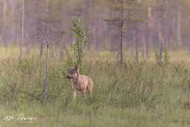 Finnland_084