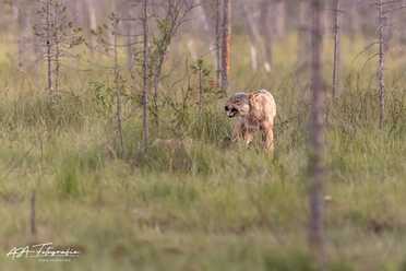 Finnland_085