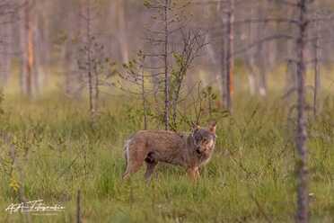 Finnland_086