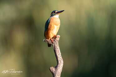 Eisvogel_001