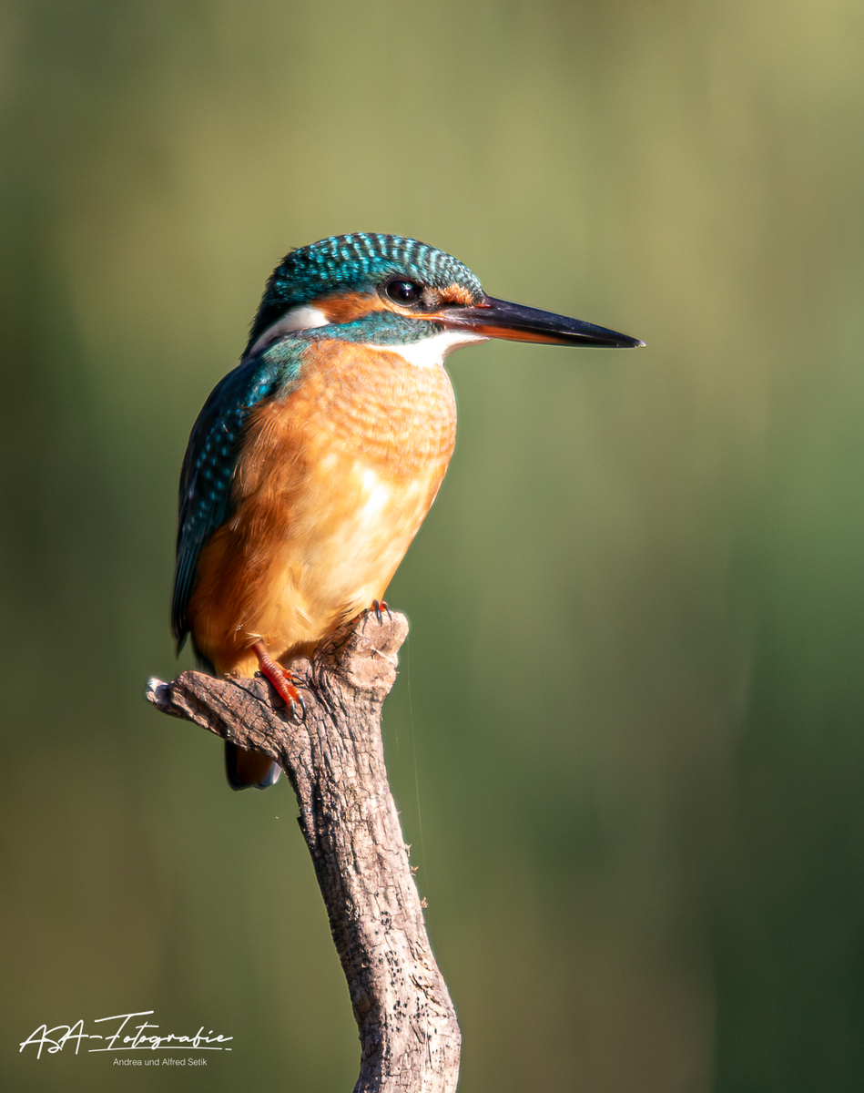 Eisvogel_002