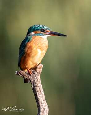 Eisvogel_002