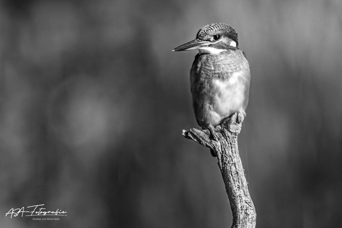Eisvogel_003