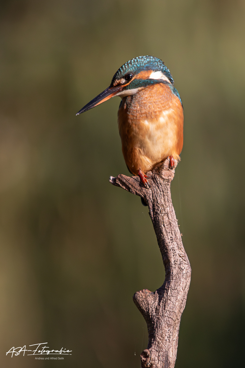 Eisvogel_004