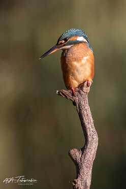 Eisvogel_004