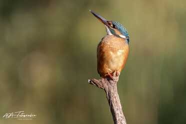 Eisvogel_005