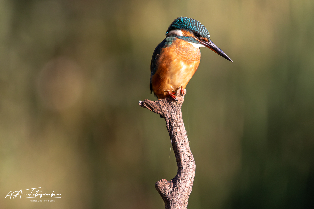 Eisvogel_006