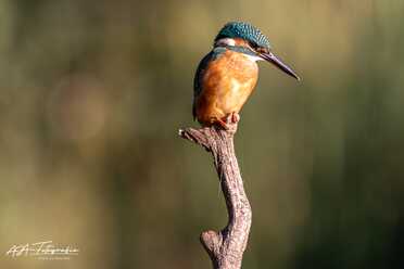 Eisvogel_006
