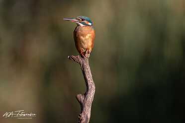 Eisvogel_007