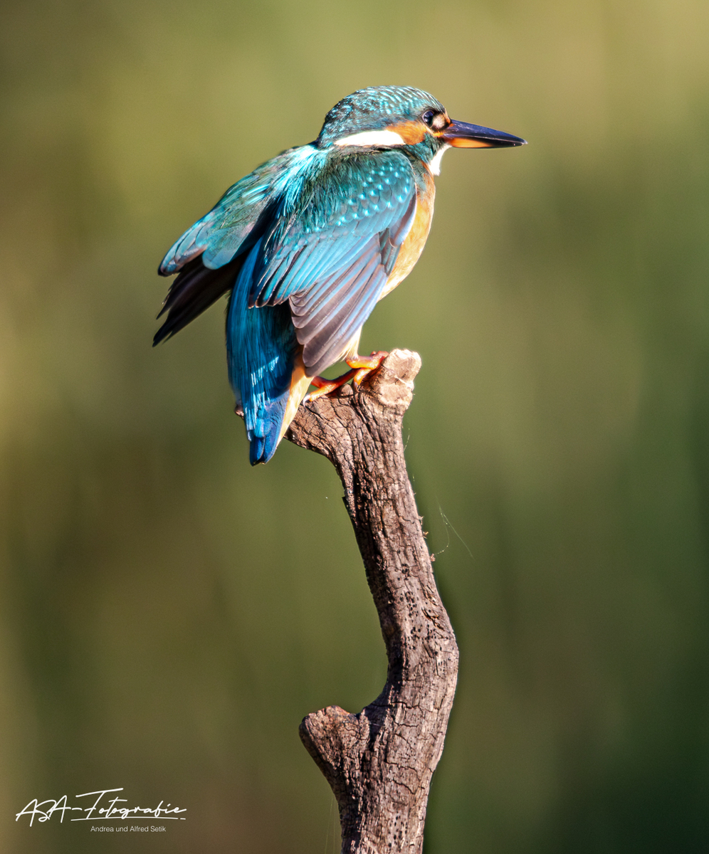 Eisvogel_008