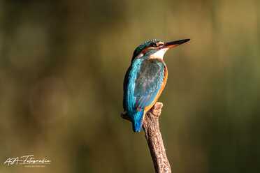Eisvogel_009