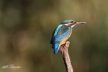 Eisvogel_010