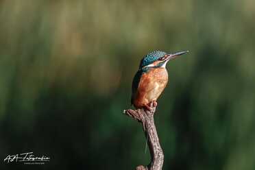Eisvogel_011