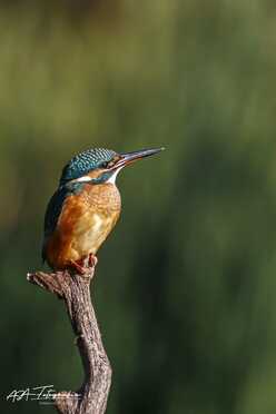 Eisvogel_012
