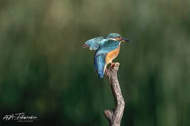 Eisvogel_013