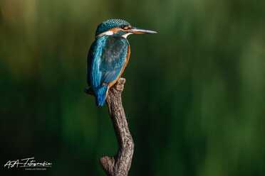 Eisvogel_014