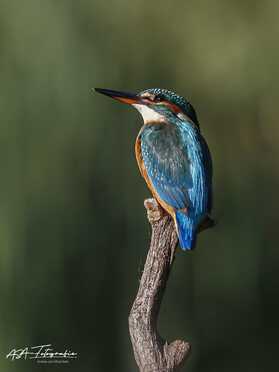 Eisvogel_015