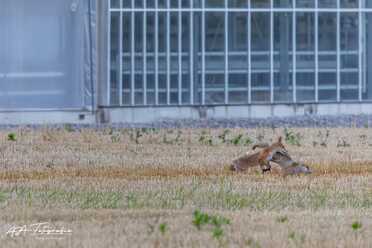 Fuchs_001