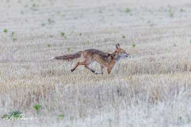 Fuchs_002