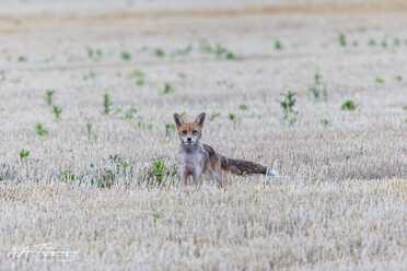Fuchs_003
