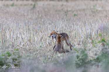 Fuchs_004