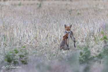 Fuchs_005