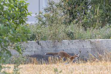 Fuchs_006