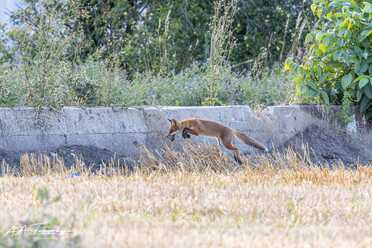 Fuchs_007