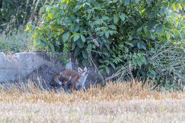 Fuchs_008