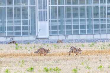 Fuchs_009